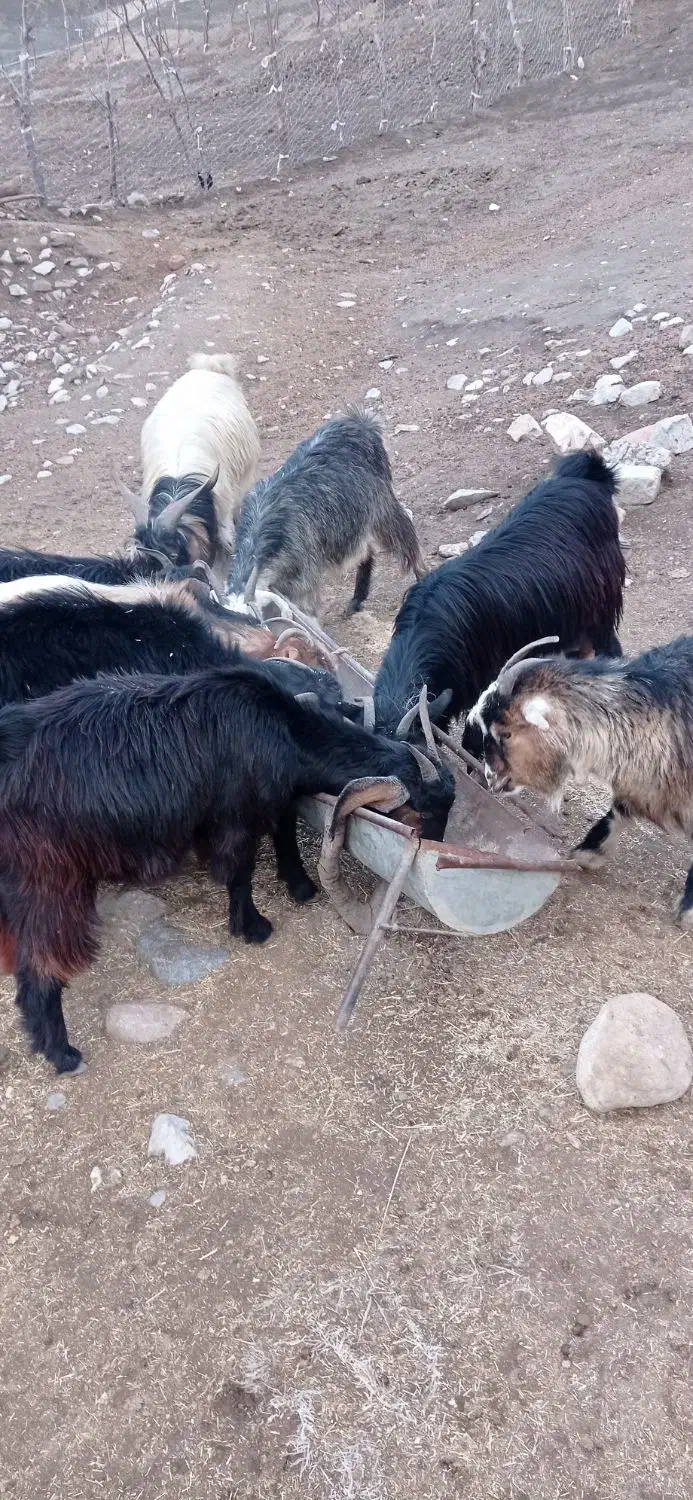 تیبز|حیوانات مزرعه|پاپی, |دیوار