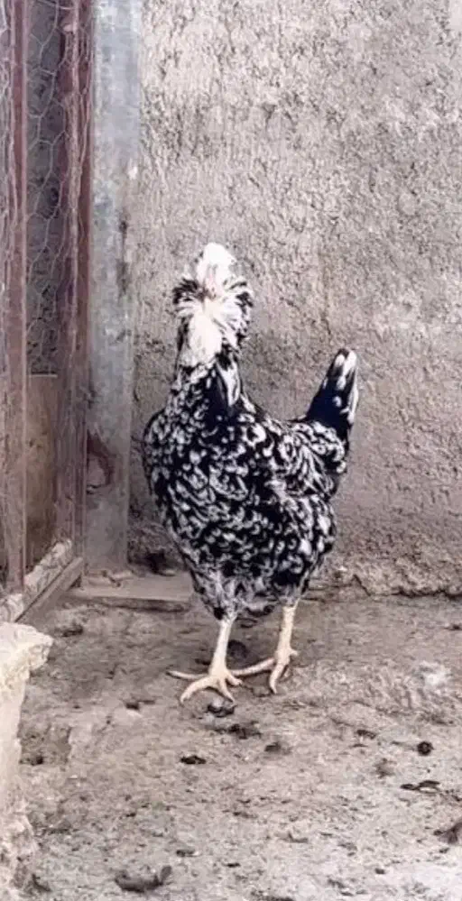 جوجه گلین|حیوانات مزرعه|سراوان, |دیوار