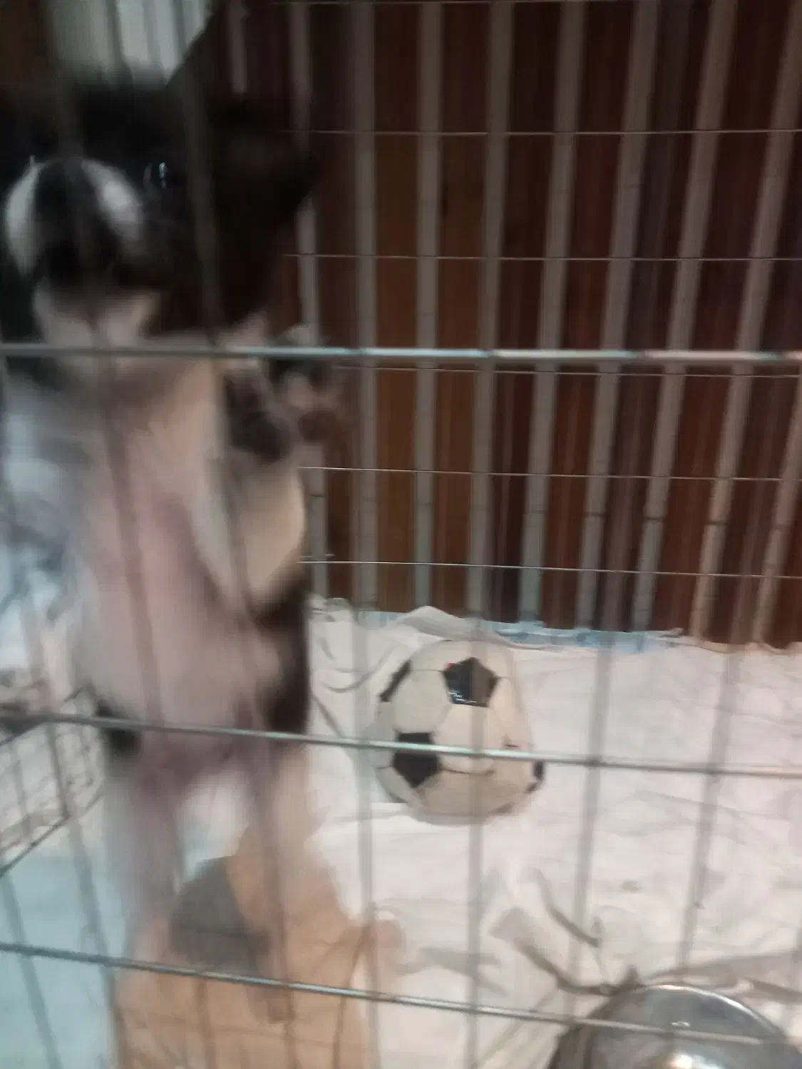 سگ پامر|سگ|اصفهان, ارغوانیه|دیوار