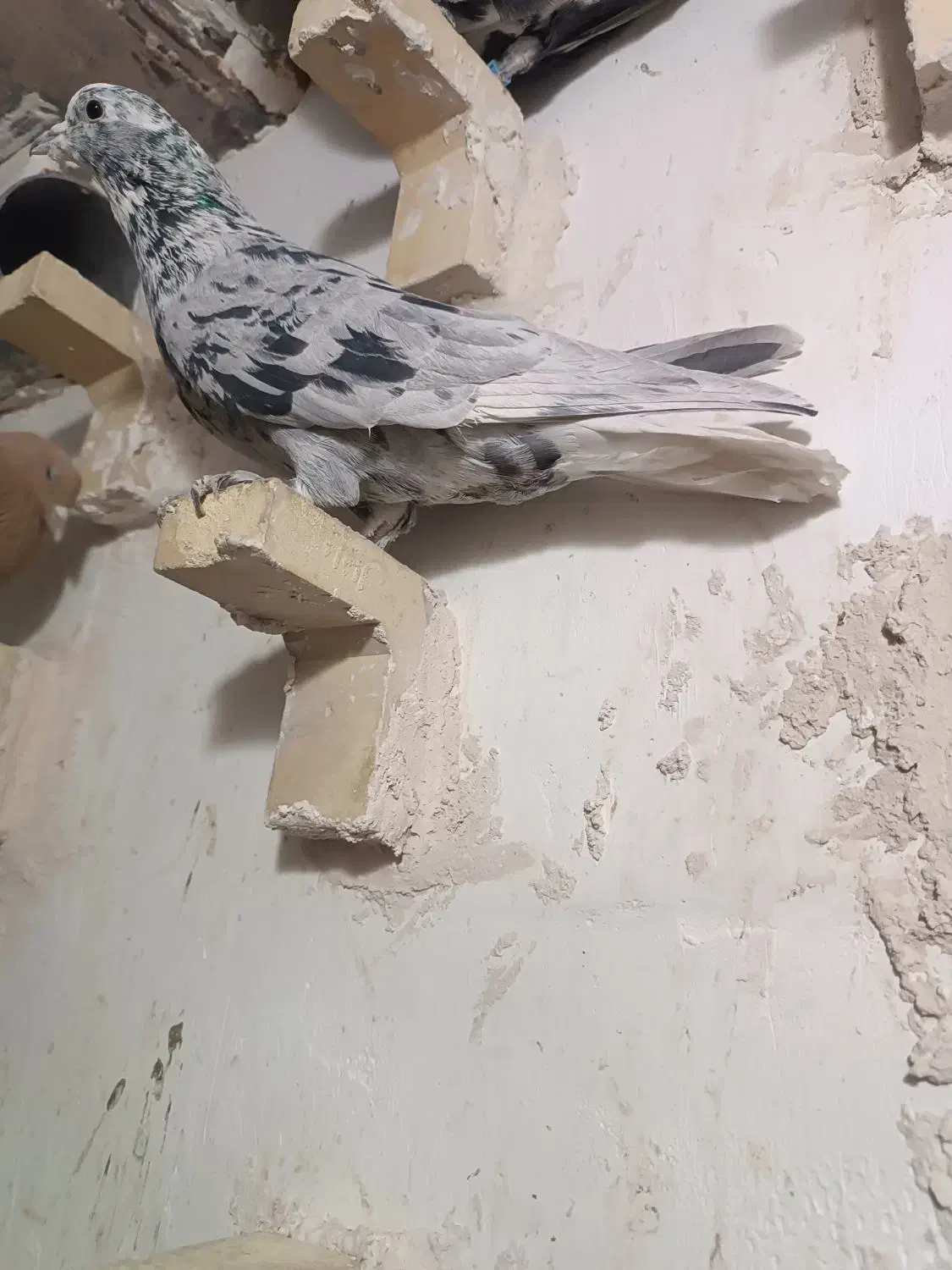 کبوتر|پرنده|کرمان, |دیوار