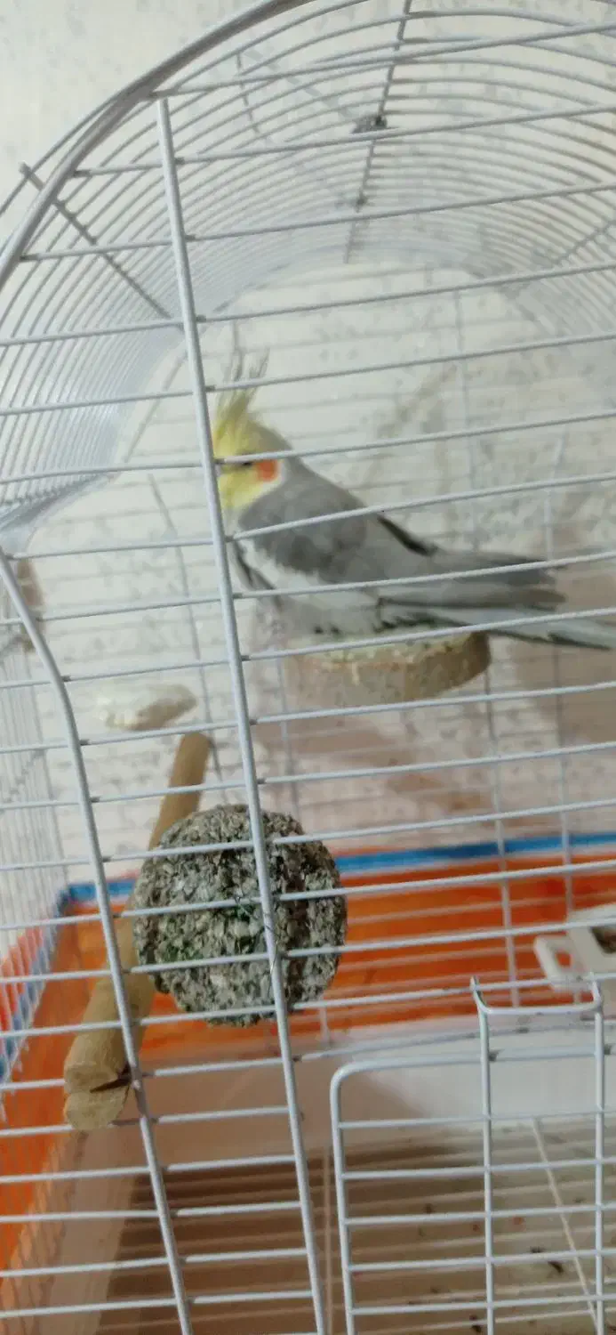 عروس هلندی سخنگو حرف زن کینگ سایز|پرنده|شیراز, سرو|دیوار