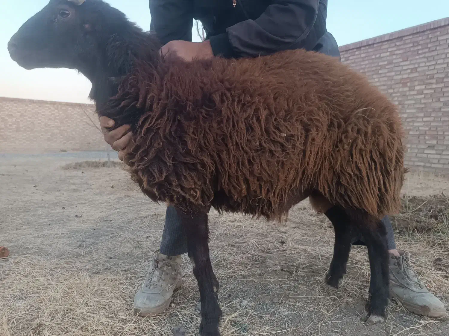 بره نر و قوچ چاق|حیوانات مزرعه|سلماس, |دیوار