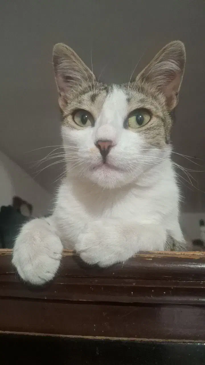 گربه گمشده|حیوانات|ورامین, شهرک فاطمیه|دیوار