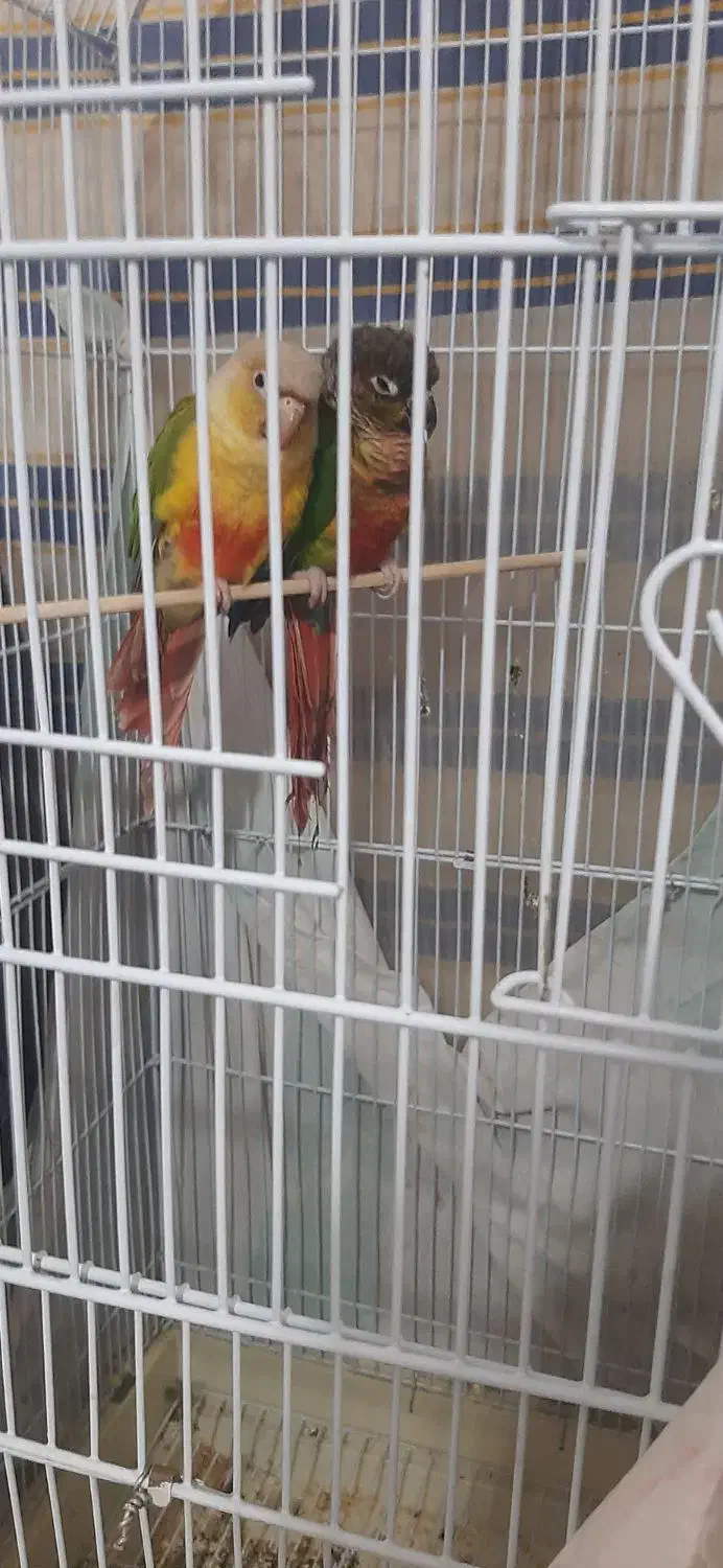 گرینچیک اناناسی|پرنده|بیرجند, |دیوار