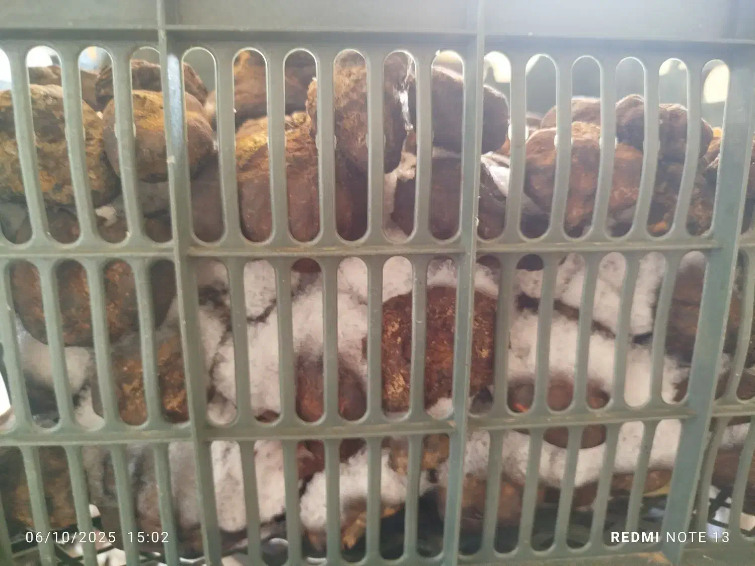 دنبل کوهی|خوردنی و آشامیدنی|شیراز, پایانه مسافربری سعدی|دیوار