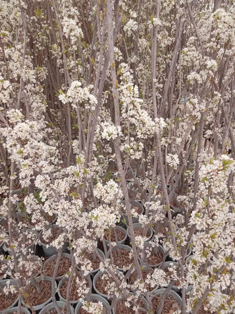 تولیدی نهال درخت گل نهالستان قم بدون واسطه|خدمات باغبانی و درختکاری|قم, سعادتی|دیوار