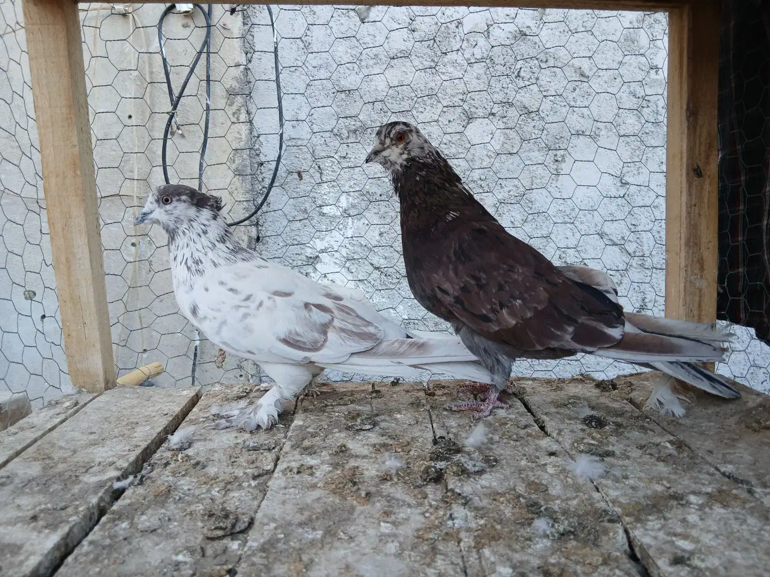 کفتر ناب کاشان|پرنده|تهران, افسریه شمالی|دیوار