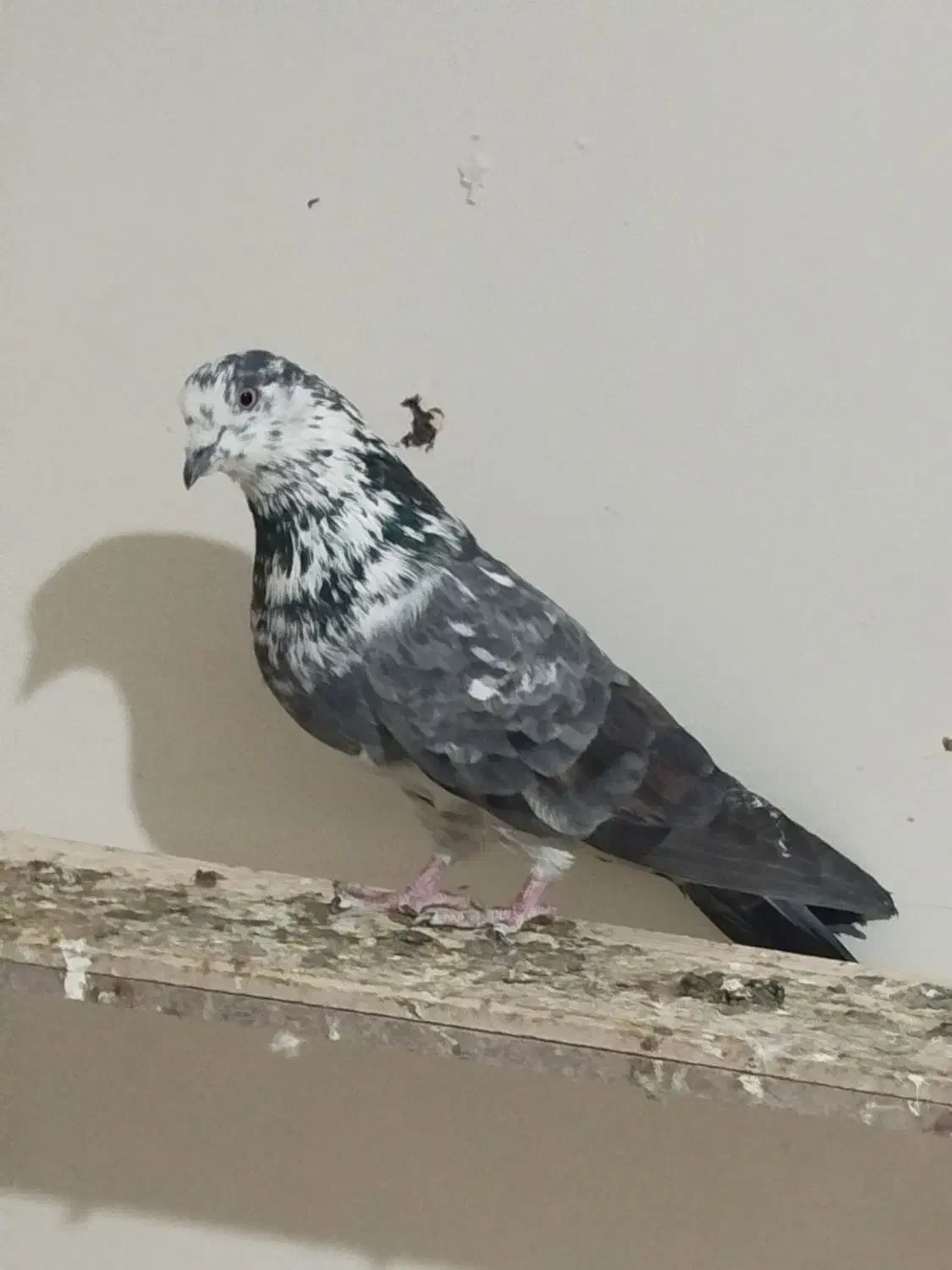 کفتر پرشی|پرنده|شهریار, شهرک مصطفی خمینی|دیوار