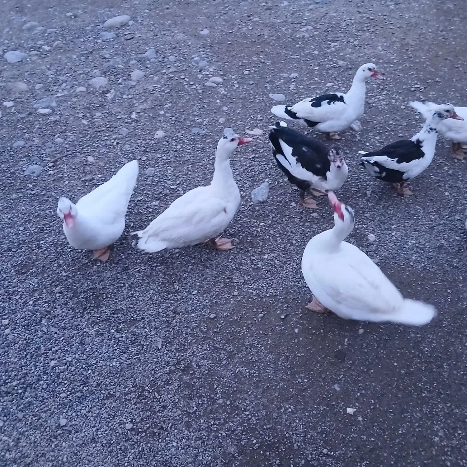 اردک شمالی|حیوانات مزرعه|بیرانوند, |دیوار