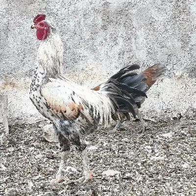 خروس لاری|حیوانات مزرعه|شیراز, کفترک|دیوار
