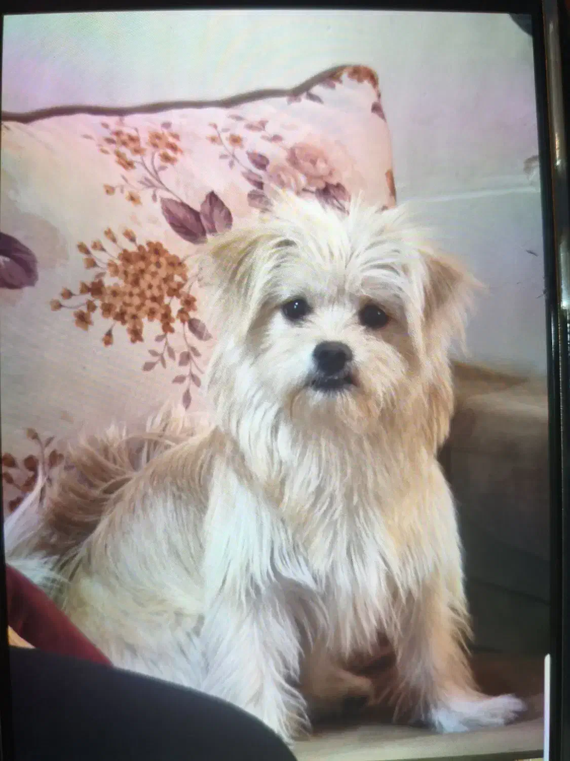 واگذاری شیتزو پامر|سگ|شیراز, شهرک دارایی|دیوار