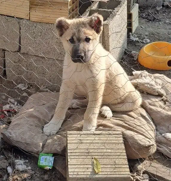 توله سرابی ۲ماهه و نیمه|سگ|ضیابر, |دیوار