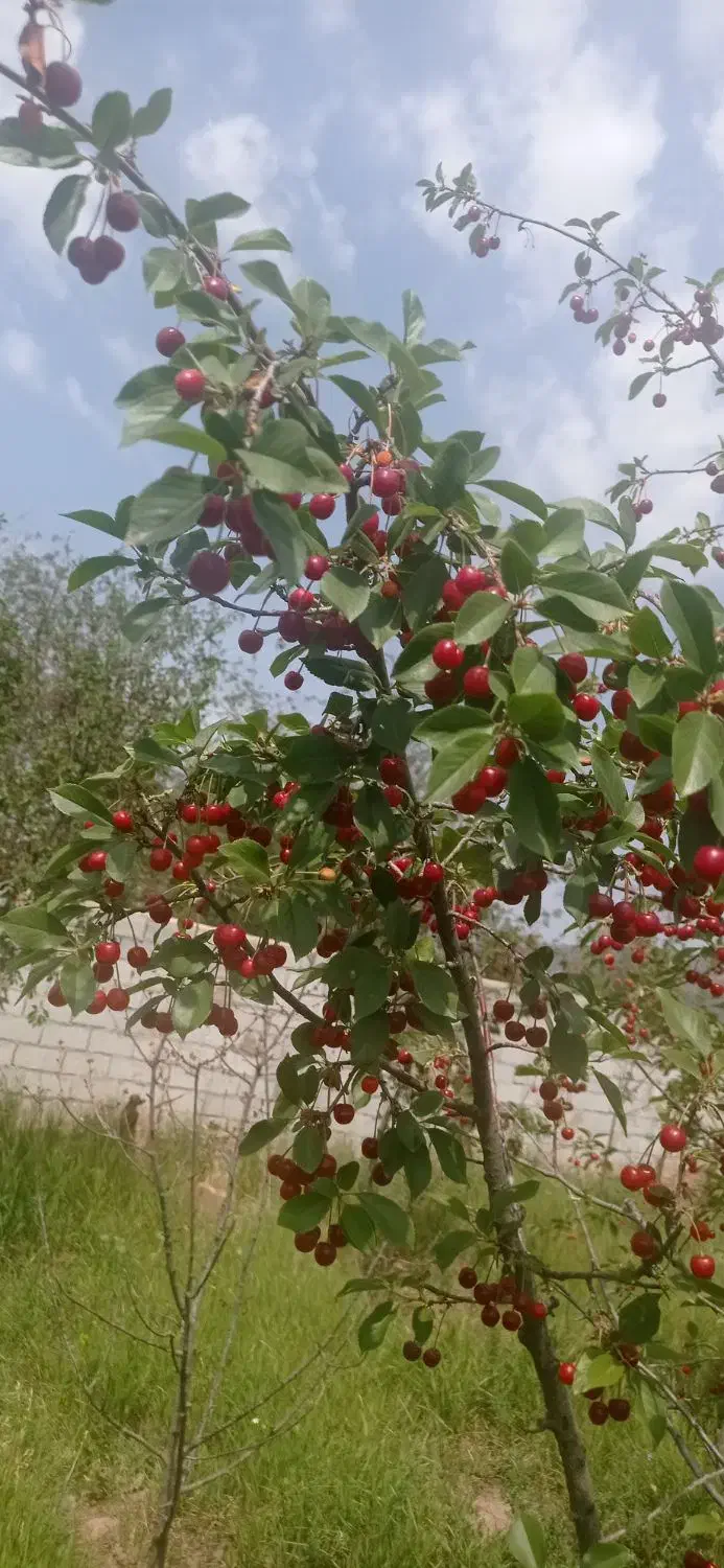 باغ آلبالو|فروش زمین و ملک کلنگی|تسوج, |دیوار