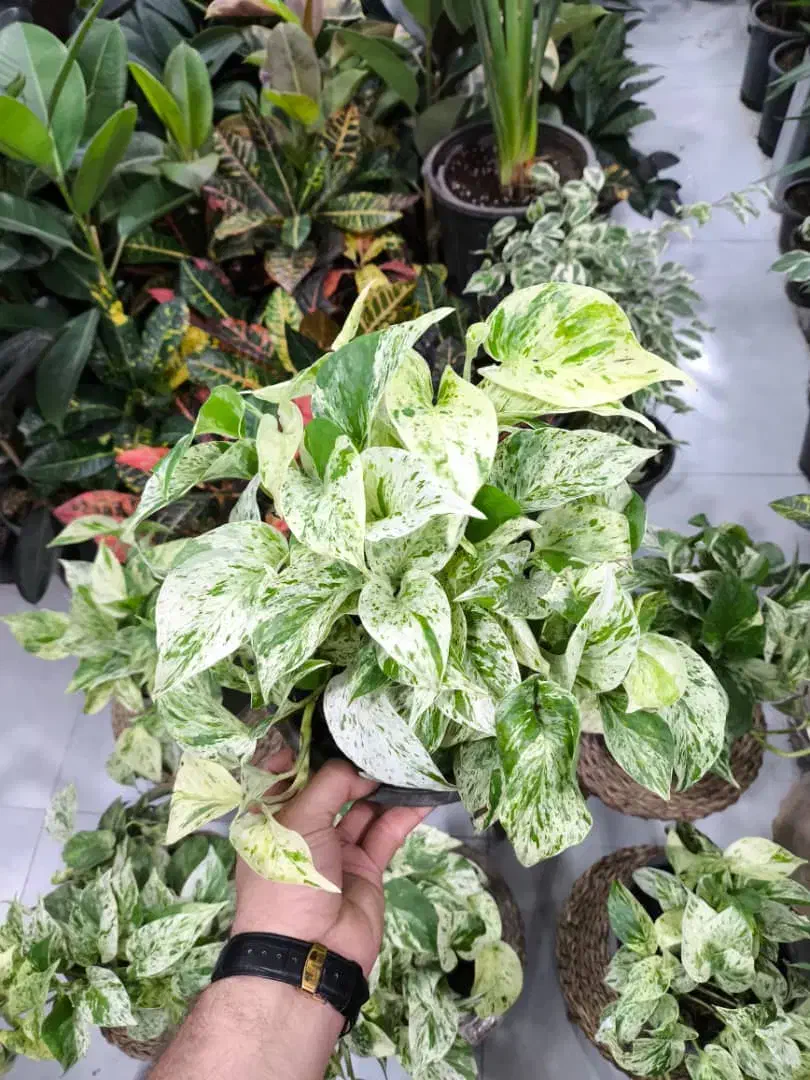 پتوس مرمری|گل و گیاه طبیعی|بندرعباس, |دیوار