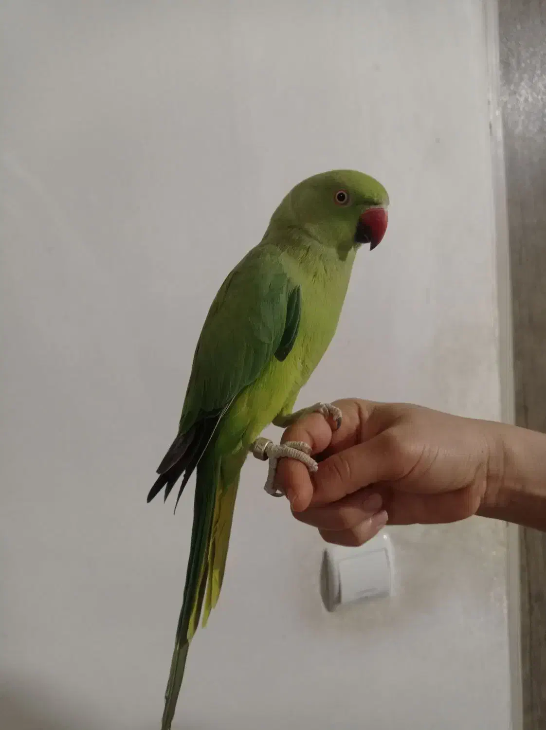 طوطی ملنگو تهران حلقه پا ماده مست مست رام|پرنده|چهاردانگه (تهران), |دیوار