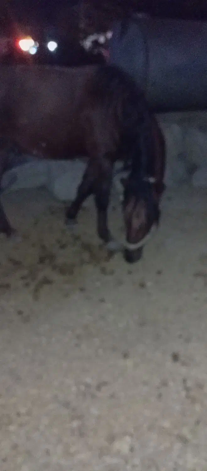 کره نریون یورقه فروشی|اسب و تجهیزات اسبسواری|هزار مسجد, |دیوار