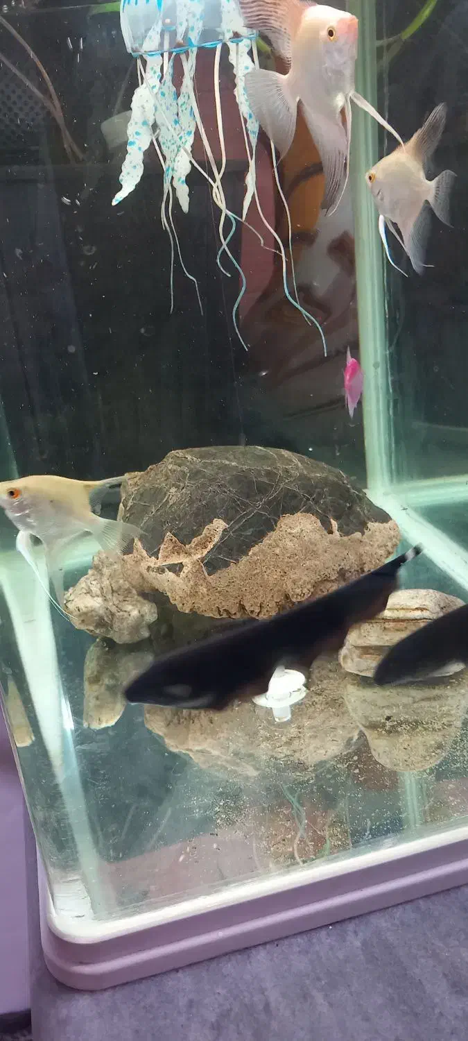 دو عدد روح ماهی|ماهی|ارومیه, |دیوار