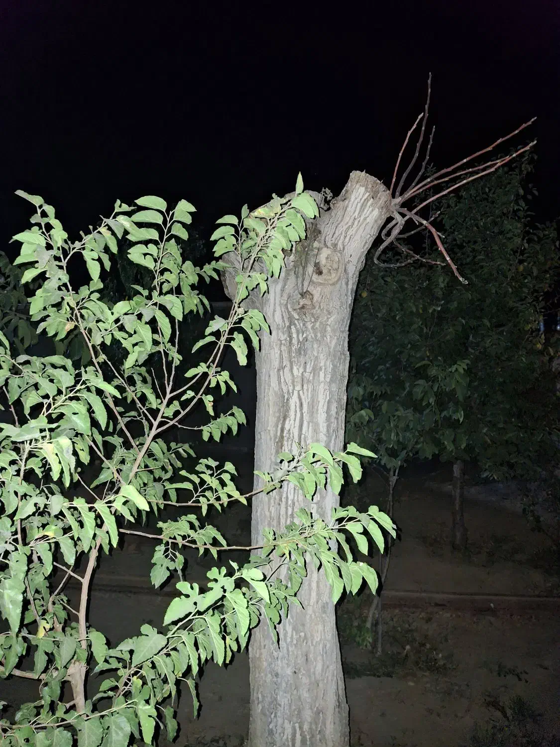 چوب درخت گردو|عمده‌فروشی|قره چای, |دیوار