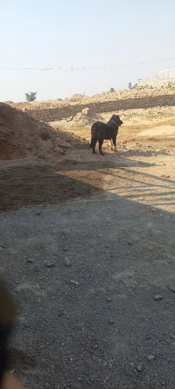 توله قدرجونی ماده|سگ|شوشتر, |دیوار