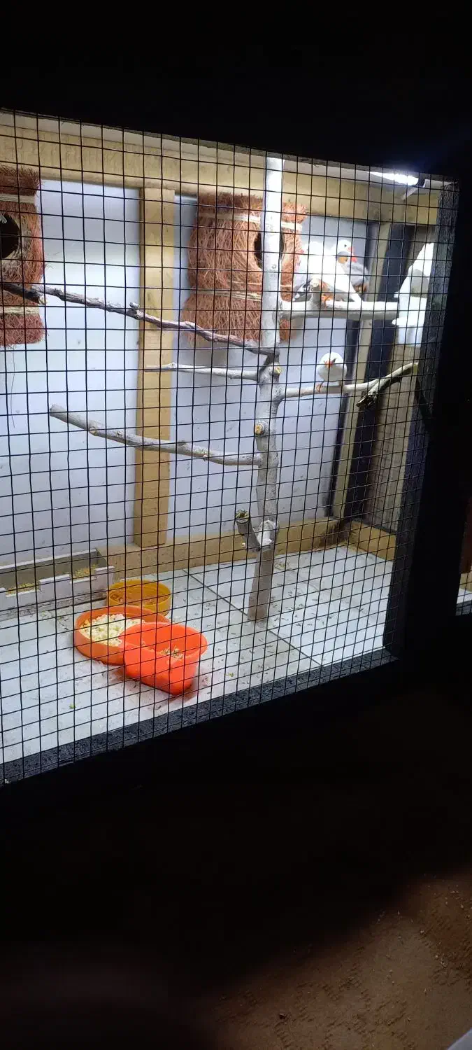 فنچ معاوضه با مرغ عشق یا عروس کار داده لوتینو|پرنده|قوچان, |دیوار