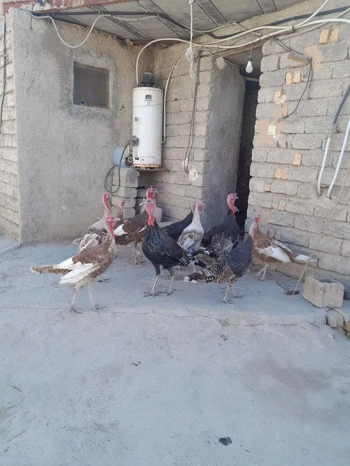 فروش بوقلمون نر وماده سالم ۱۱عدد|حیوانات مزرعه|فیروزآباد (فارس), |دیوار