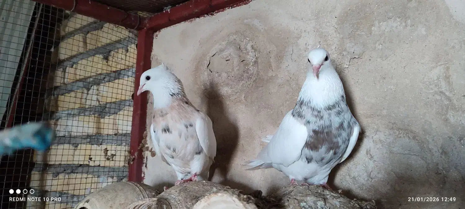 طوقی عروس هلندی|پرنده|لامرد, |دیوار