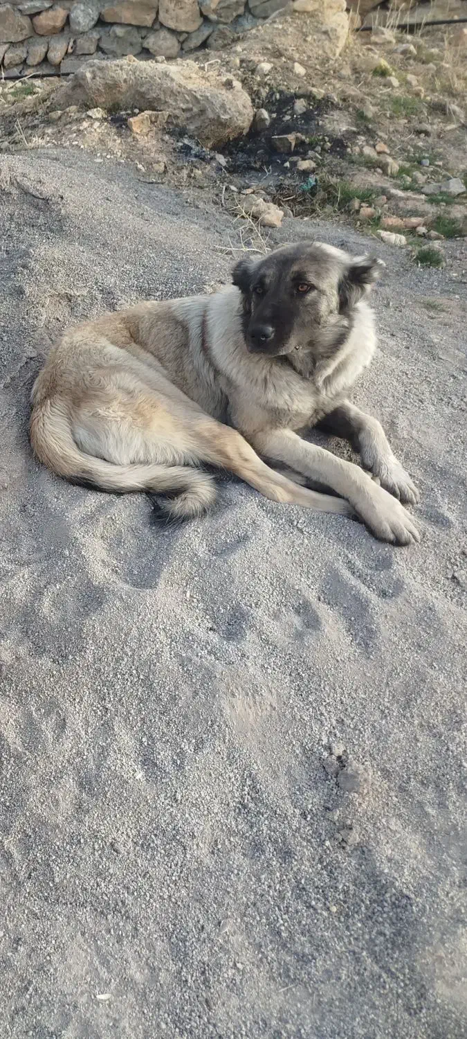 سگ دزدیده شده|سگ|خانمیرزا, |دیوار