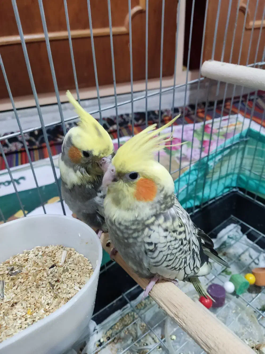 عروس هلندی یک ماهه قابلیت تعلیم و تربیت|پرنده|گلستان (تهران), |دیوار