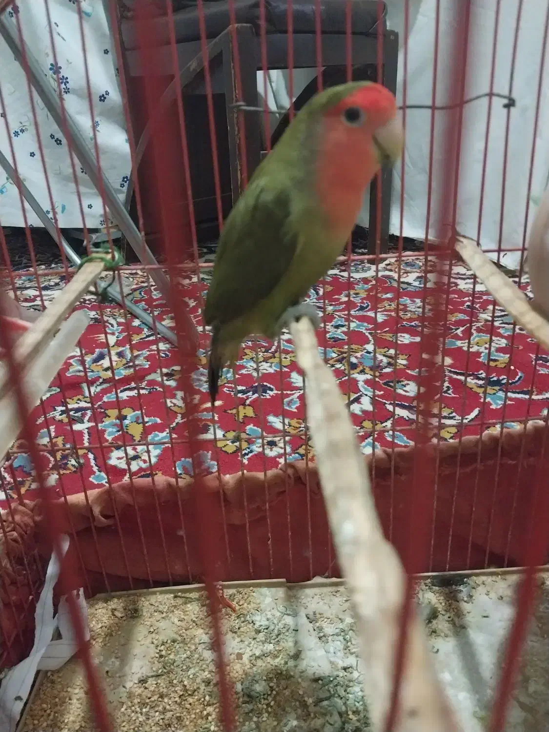 یک جفت کوتوله سالم بدون قفس داده میشود|پرنده|زابل, |دیوار