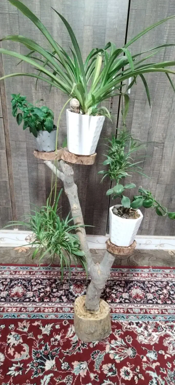 استند طبیعی درختچه|صنایع دستی و سایر لوازم تزئینی|دشتابی, |دیوار