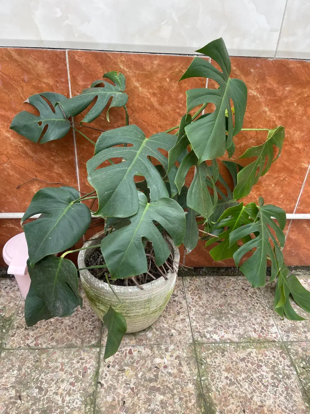 گل وگیاه|گل و گیاه طبیعی|آستانه اشرفیه, |دیوار