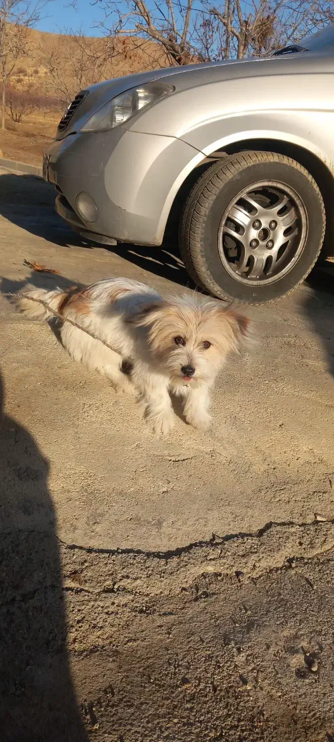 سگ شیتروز|سگ|صحنه, |دیوار