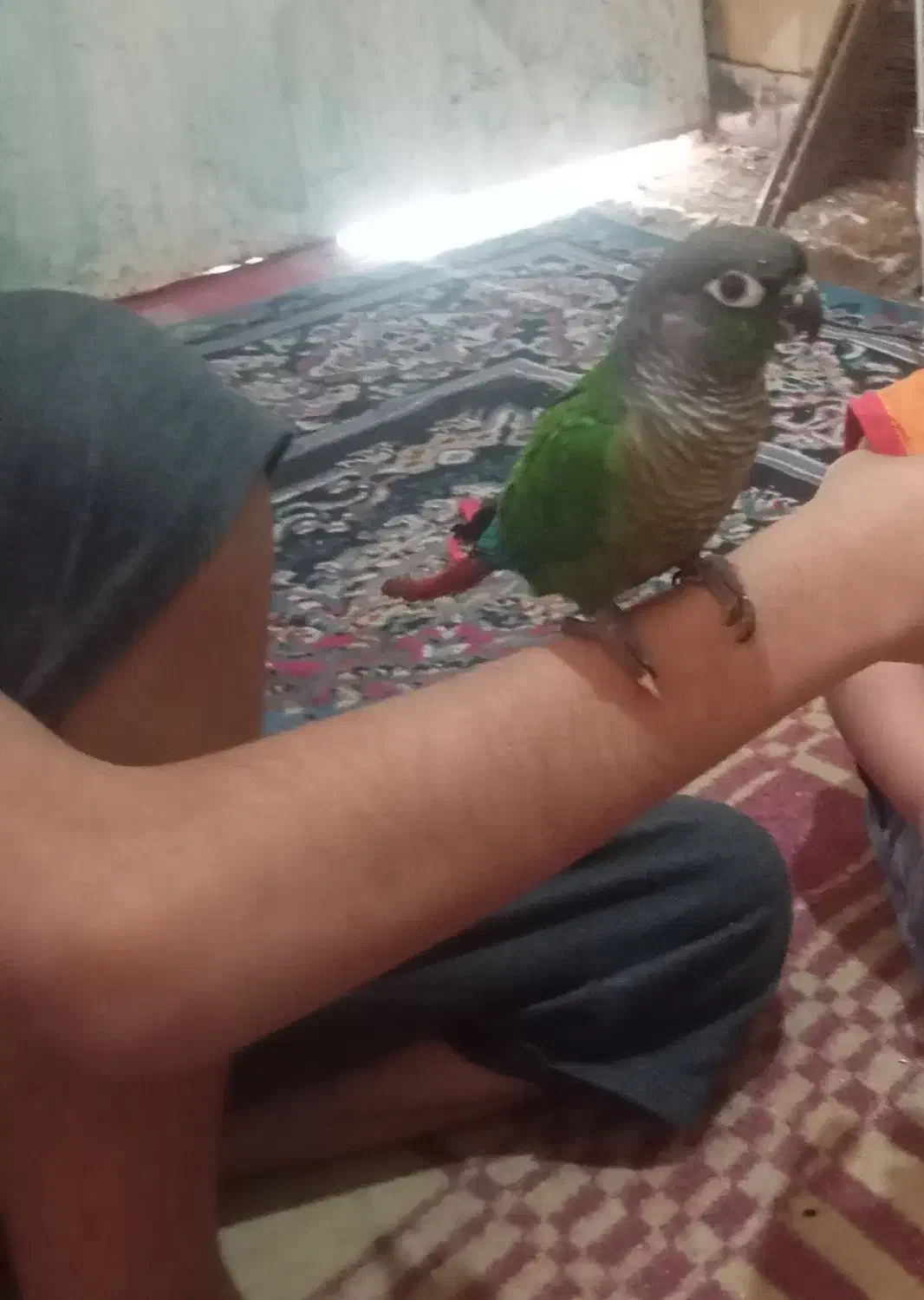 طوطی گرینچیک وبرزیلی|پرنده|آبپخش, |دیوار