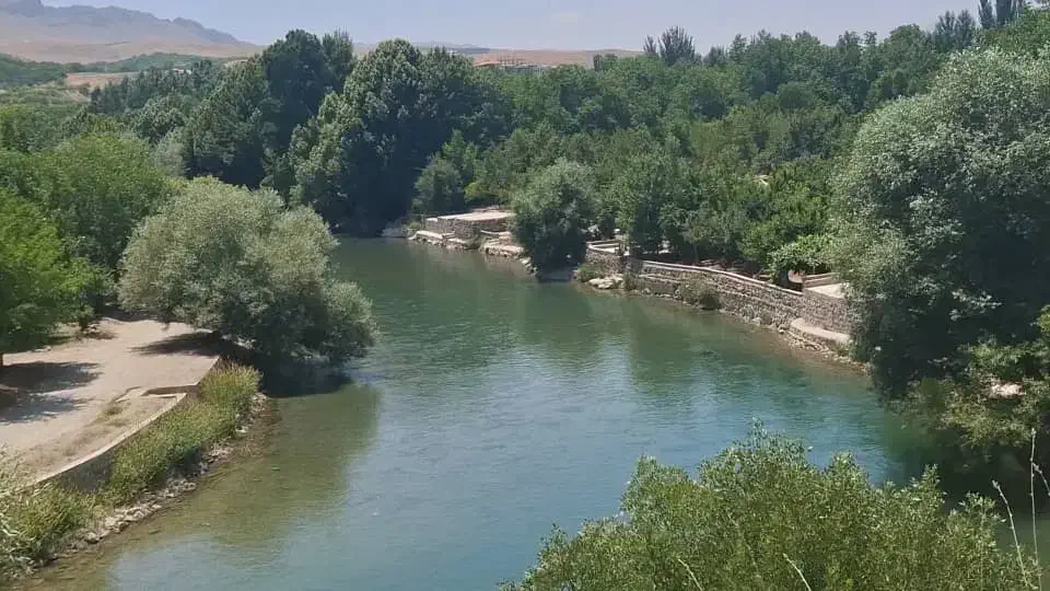 برنج کامفیروز چمپا درجه خالص|عمدهفروشی|کامفیروز, |دیوار