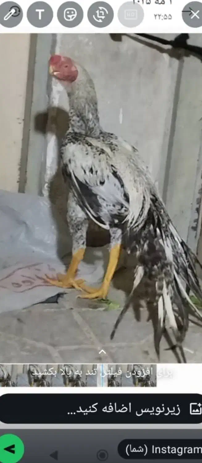 اوشامو گردن ویبره هندی نوک طوطی دم تاووسی|حیوانات مزرعه|بهارستان, |دیوار