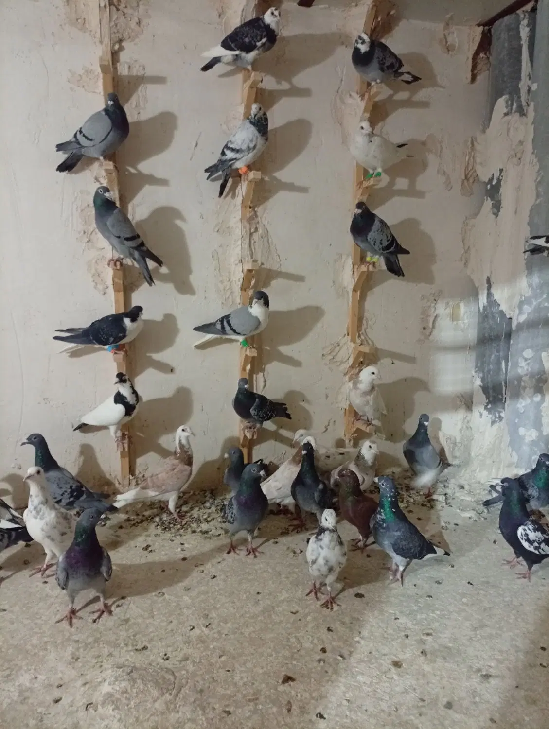 کفتر|پرنده|مشهد, دوست آباد|دیوار