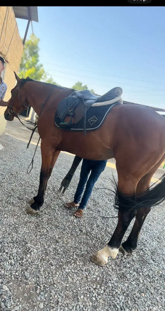 اسب نریون دوسر خارجی|اسب و تجهیزات اسب‌سواری|ری, دیلمان|دیوار