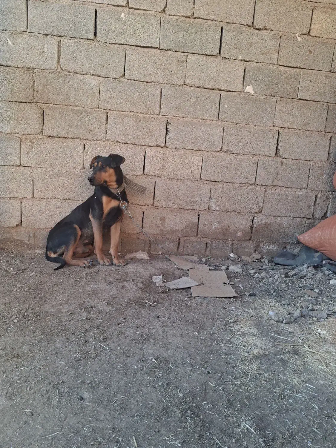 توله سگ دوبرمن|سگ|مرودشت, شهرک مهدیه|دیوار