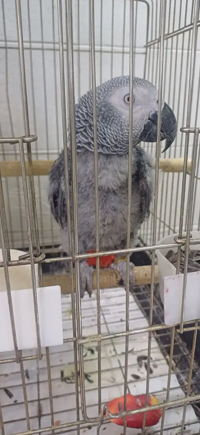 جوجه کاسکو حلقه پا رام دستی ۹ماهه ۲۰کلام|پرنده|تهران, اسکندری|دیوار