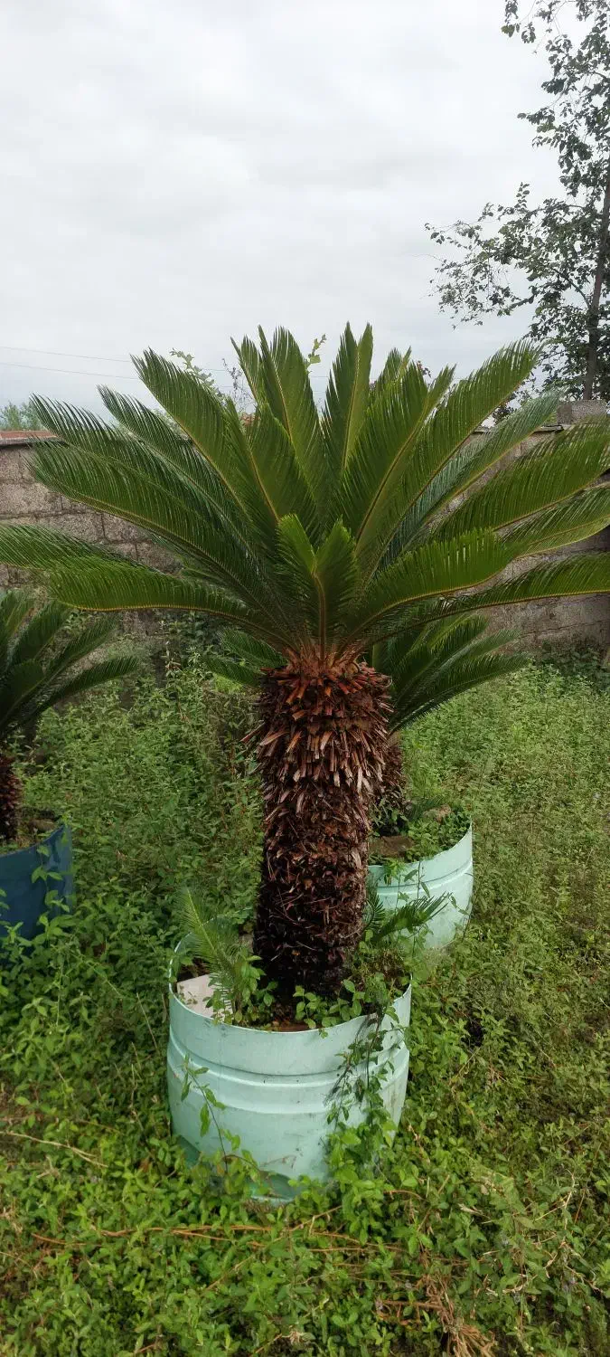 فروش گل سیکاس در رشت بزرگ و کوچک|گل و گیاه طبیعی|رشت, احمد گوراب|دیوار