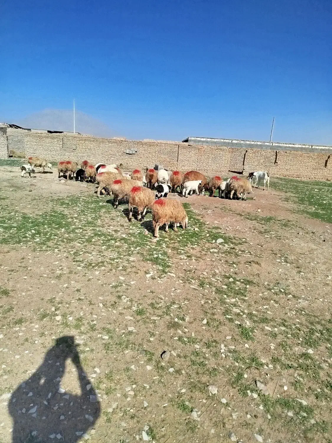 میش زاییده|حیوانات مزرعه|زیرکوه, |دیوار