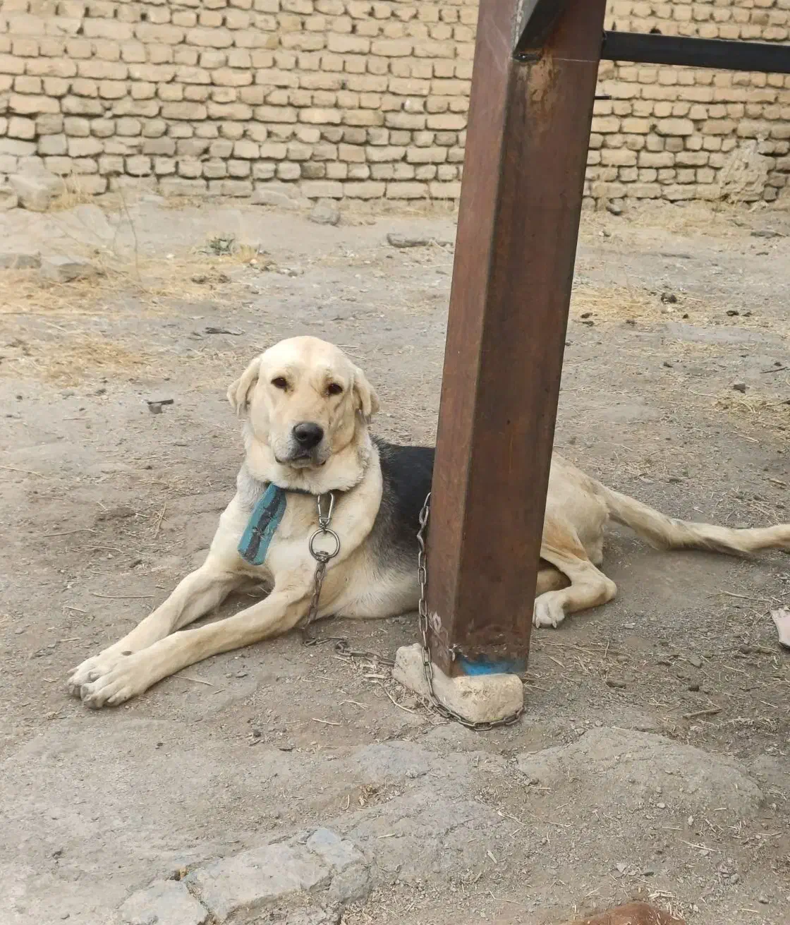 واگذاری سگ پژدر عراقی|سگ|کرمانشاه, |دیوار