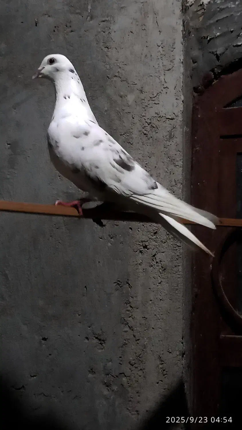 کفتر زاغ چشم نوک گرهن فول|پرنده|قشم, |دیوار