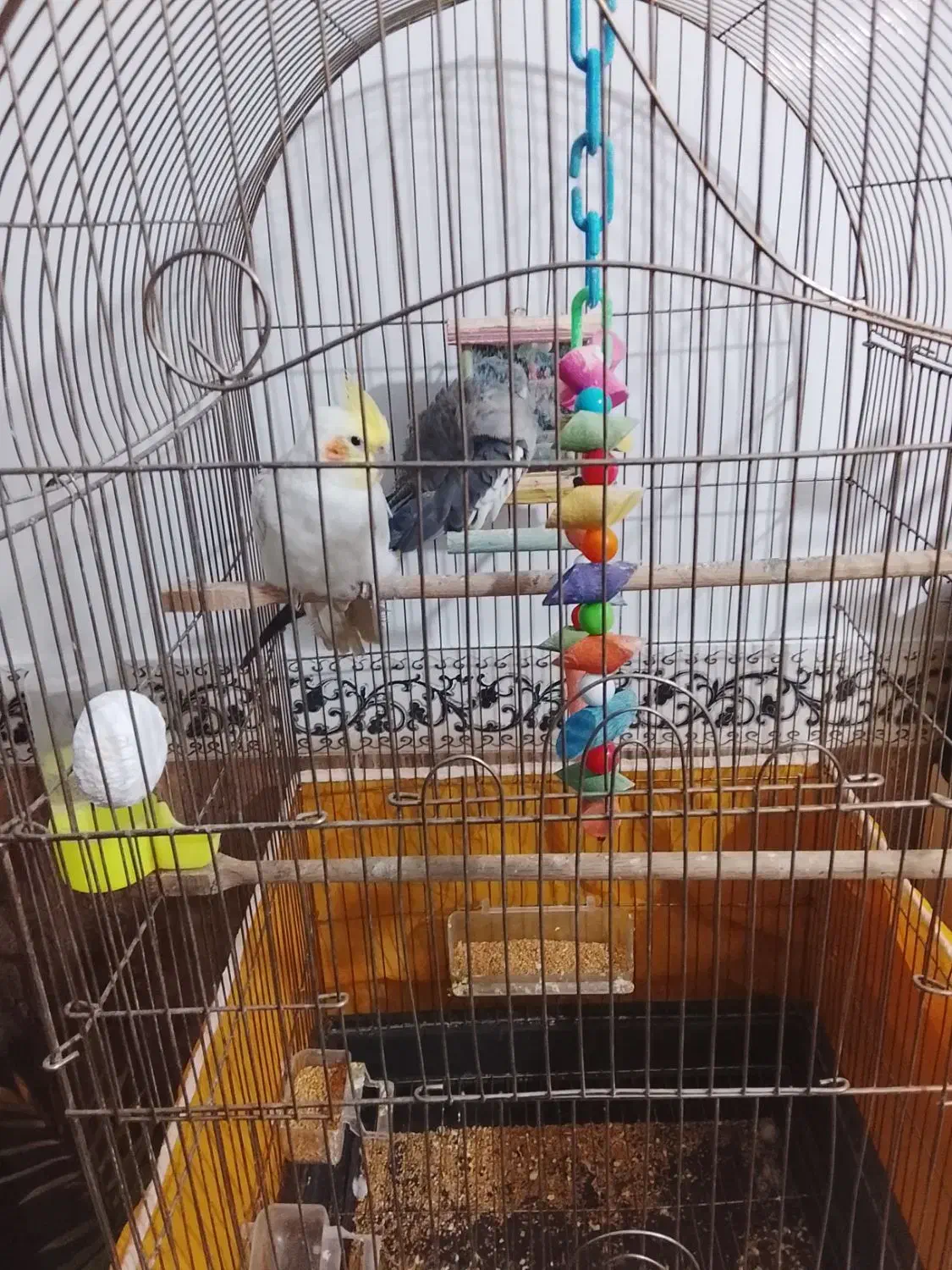 عروس هلندی جفت|پرنده|چناران, |دیوار