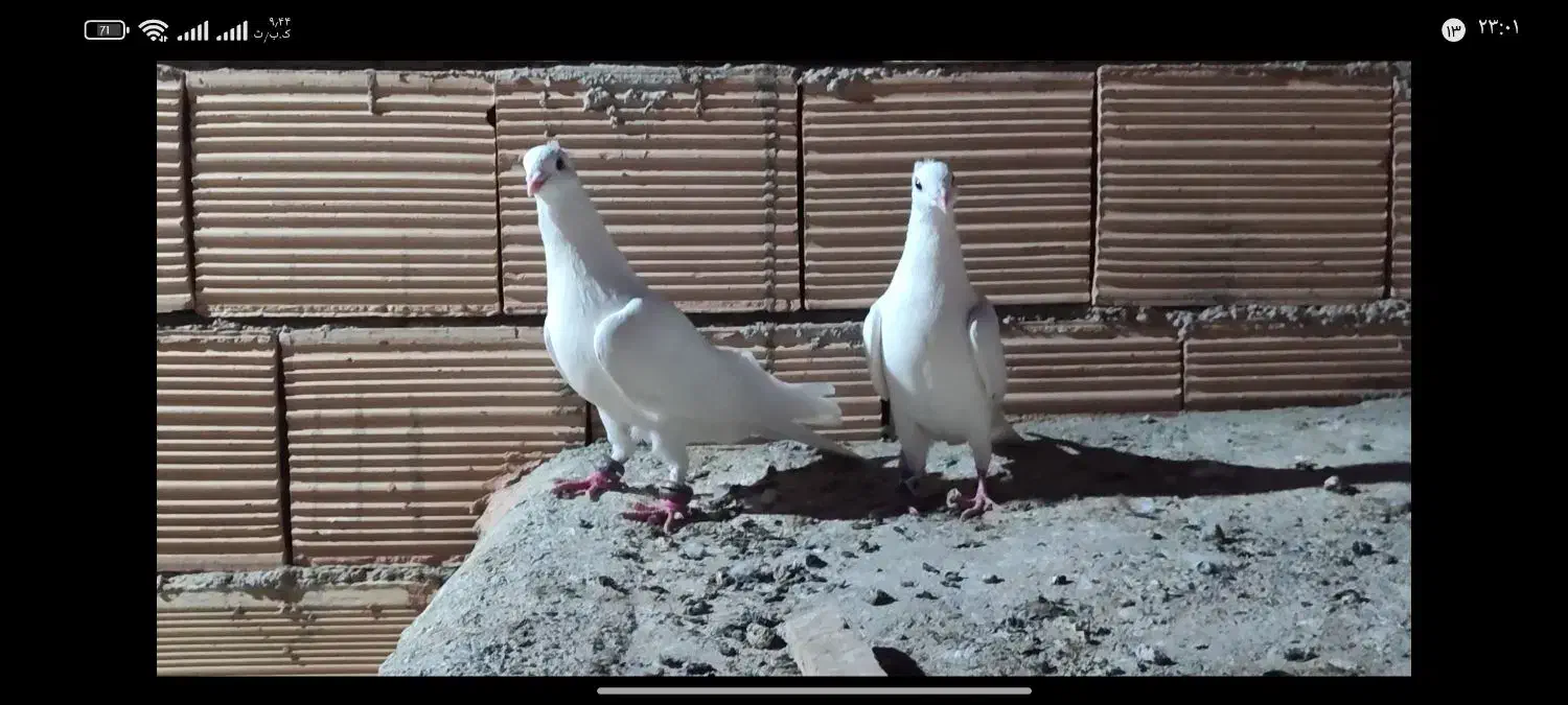 کفتر سفید کاکولی ، آلمانی|پرنده|جغتای, |دیوار