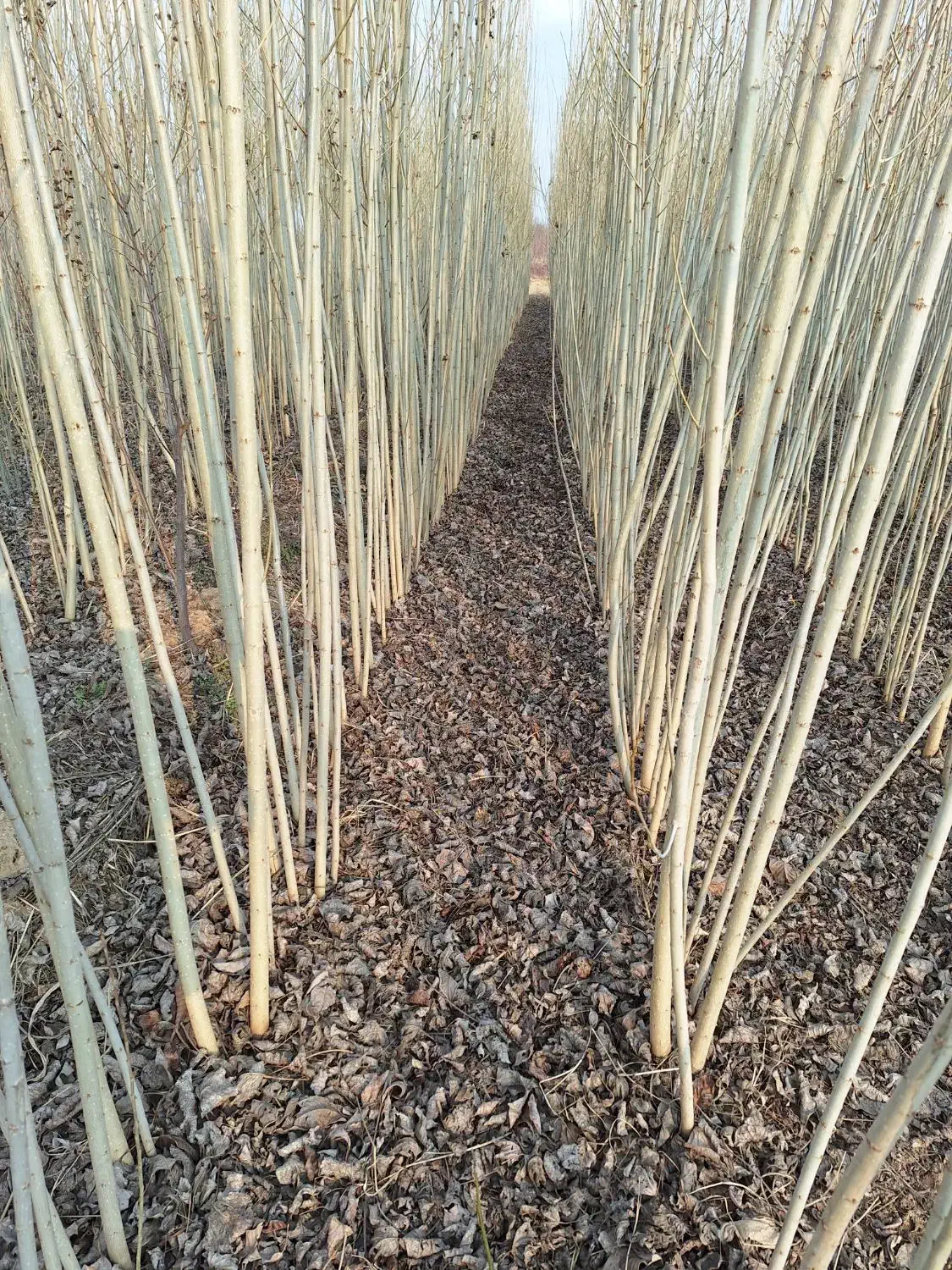 صنوبر نیگرا|خدمات باغبانی و درختکاری|آمل, |دیوار