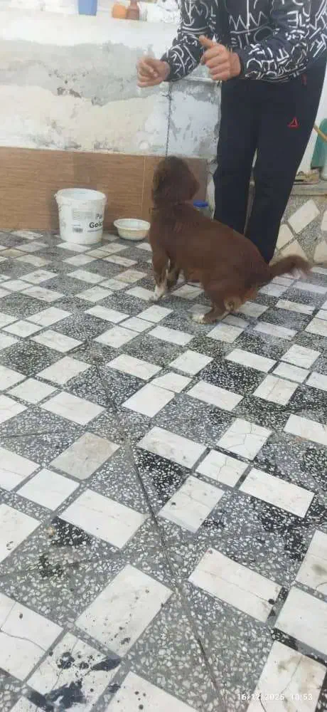 سگ پاکوتاه قهوه‌ای|سگ|قائم‌شهر, |دیوار