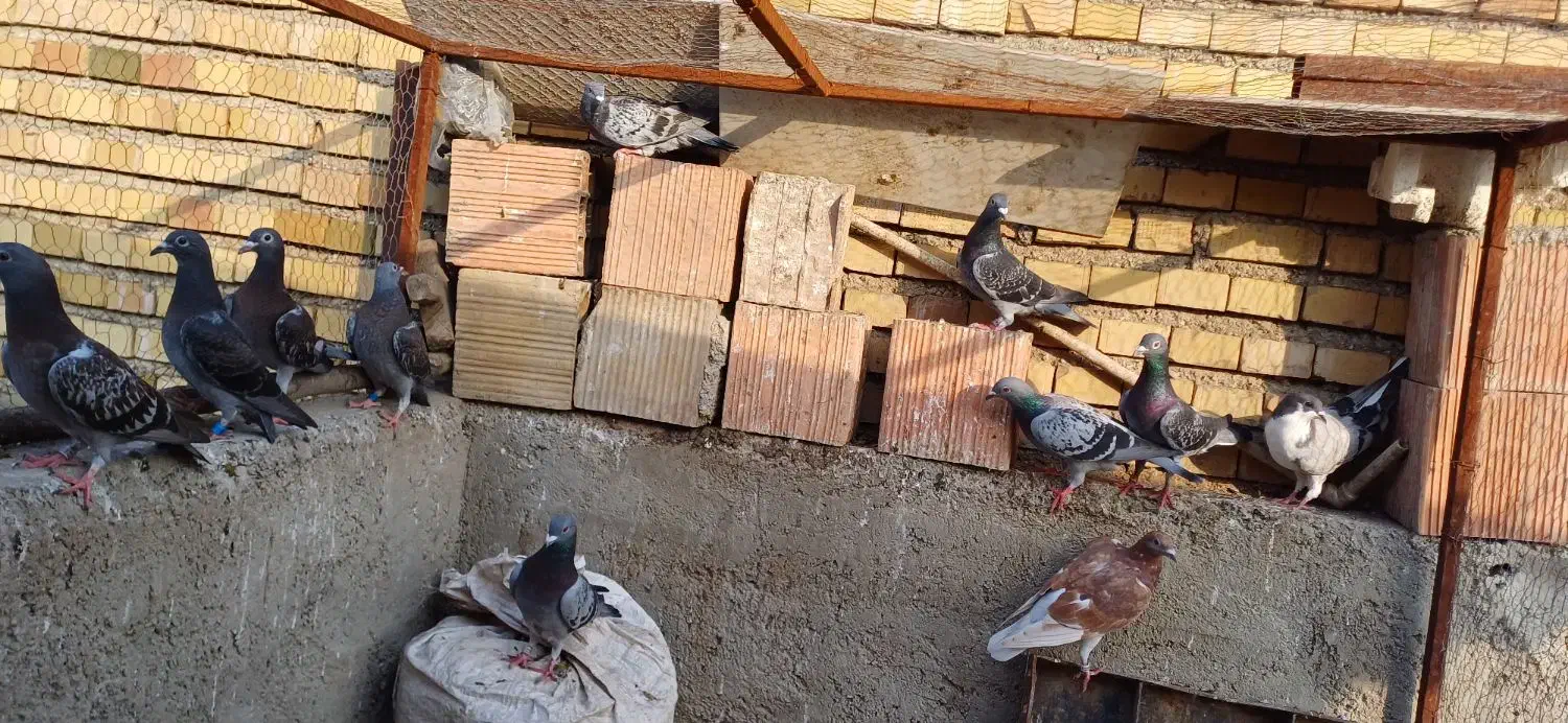 کبوتر|پرنده|آزادشهر, |دیوار