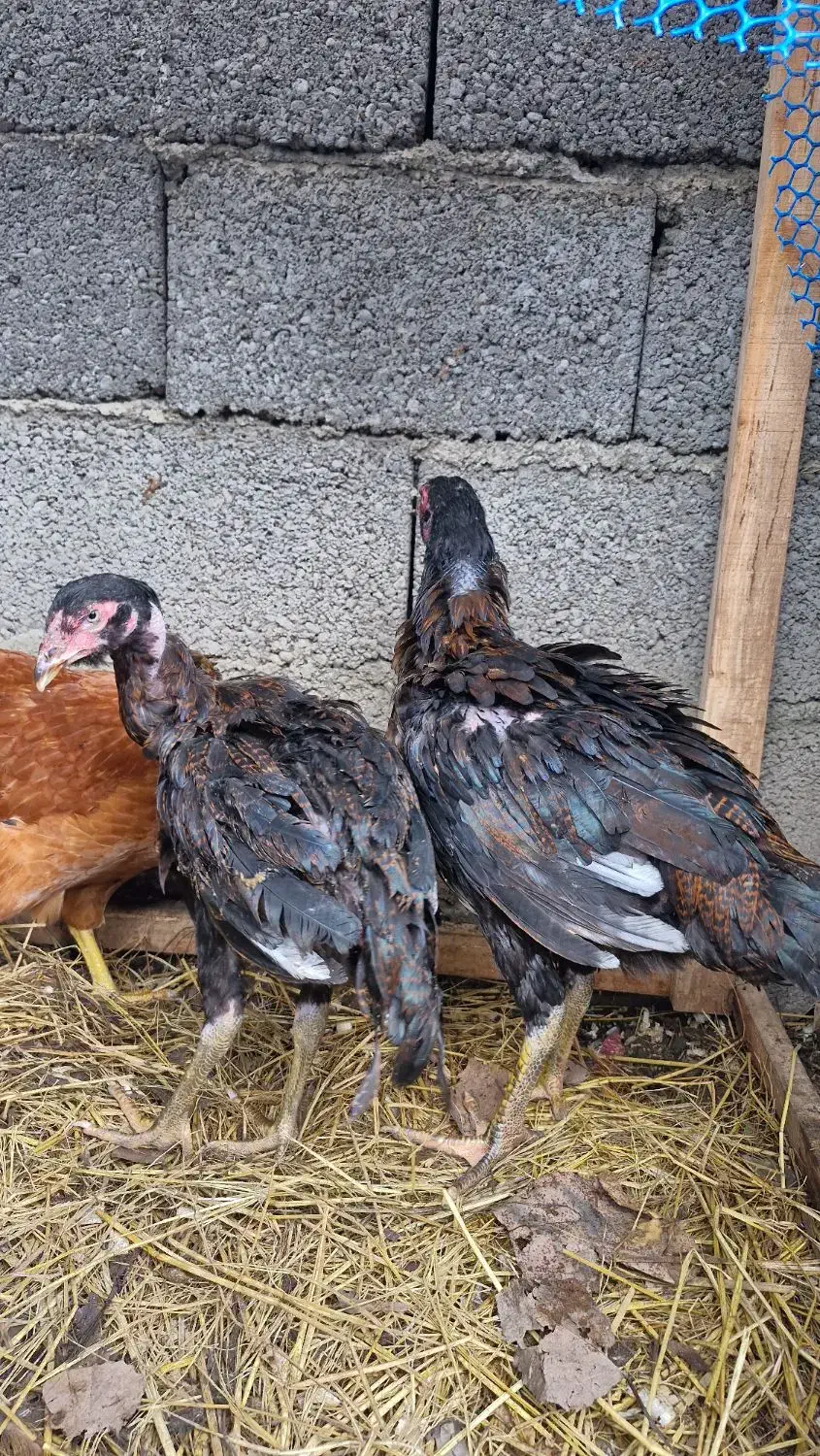 مرغ لاری نیمچه|حیوانات مزرعه|رشت, احمد گوراب|دیوار