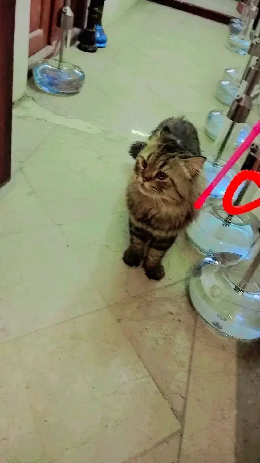 گربه ریگان|گربه|زاهدان, |دیوار